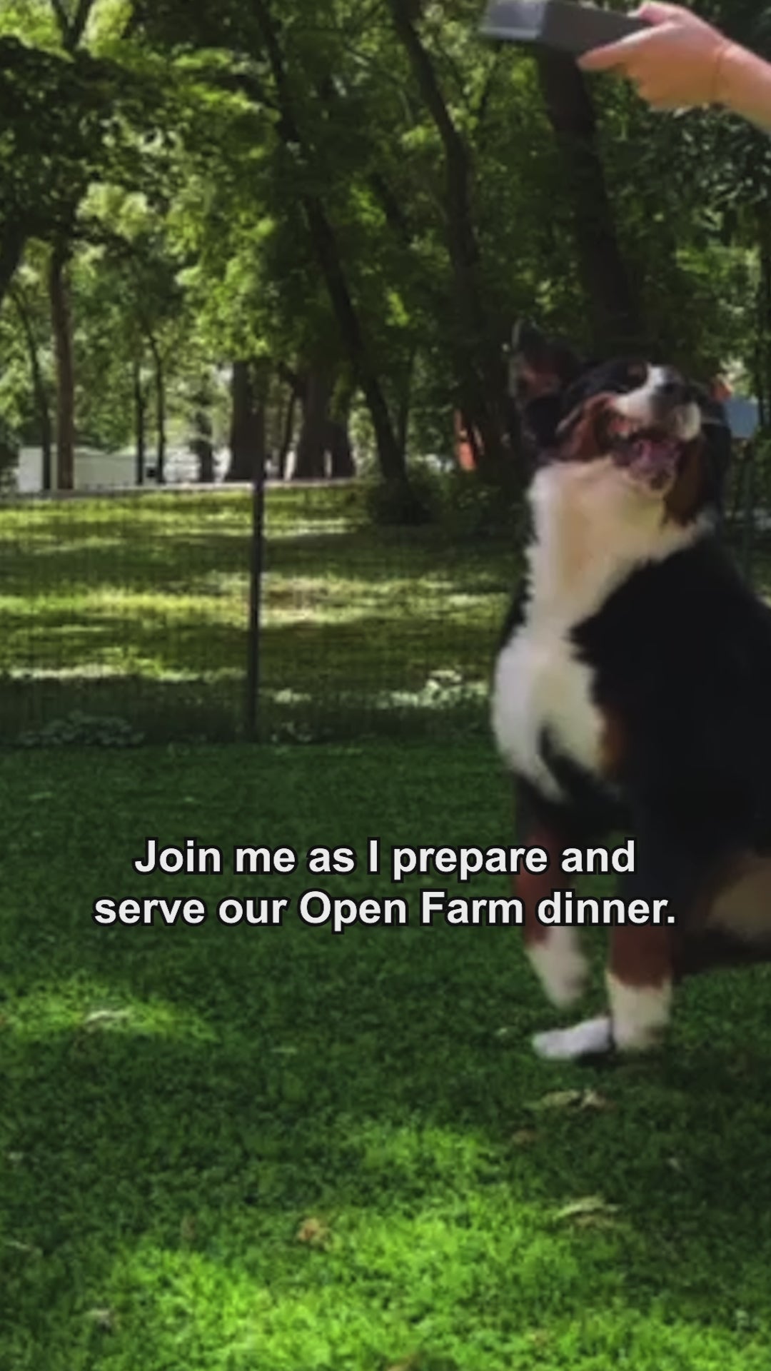 video of a dog jumping up and down