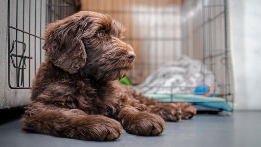 Brown puppy relaxing in front of crate.