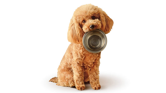 Poodle sitting and holding a dog food bowl in mouth.