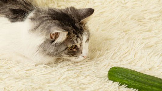 Grey and white cat play on white fluffy rug with cucumber.